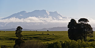 mountain surrounded by green grass and tress, sheep, mount ruapehu