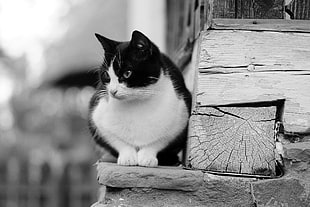 cat on wooden stairs grayscale photography