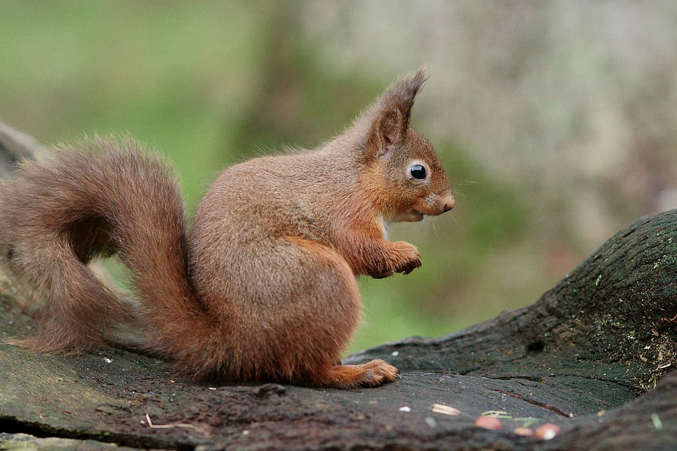 brown squirrel on tree trunk HD wallpaper
