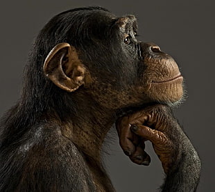 black and brown chimpanzee, animals