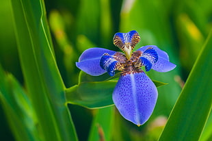 selective focus photography of blue moth orchid