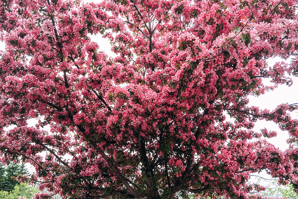 pink trees during day time HD wallpaper