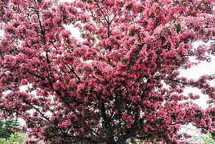 pink trees during day time