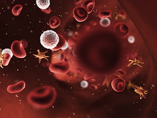 red blood cells, white blood cells, and platelets in vein CGI illiustration HD wallpaper
