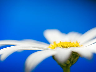 macro photo of white daisy flower with yellow stigma