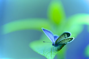 common blue butterfly, animals, macro, lepidoptera, insect