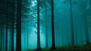 photo of forest covered in fog