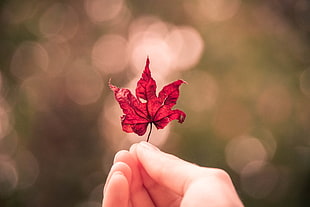 bokeh photography of person holding a red maple leaf