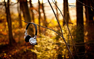silver and black headphones, headsets, nature, trees, leaves HD wallpaper