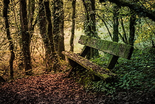 photo of a concrete bench with moss, sur