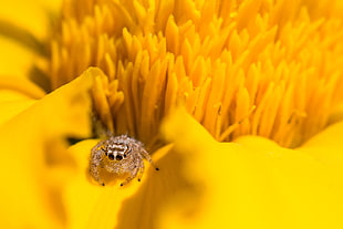 gray Jumping spider on yellow Sunflower surface