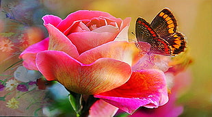 macro photography of Painted Lady butterfly on pink Rose HD wallpaper