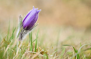 purple petaled flower during daytime in close up photography, pasque flower
