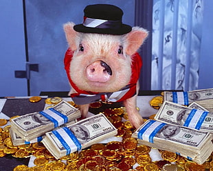 pig wearing black top hot and red scarf standing on stacks of money