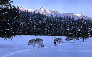 painting of three wolves, animals, nature, wolf