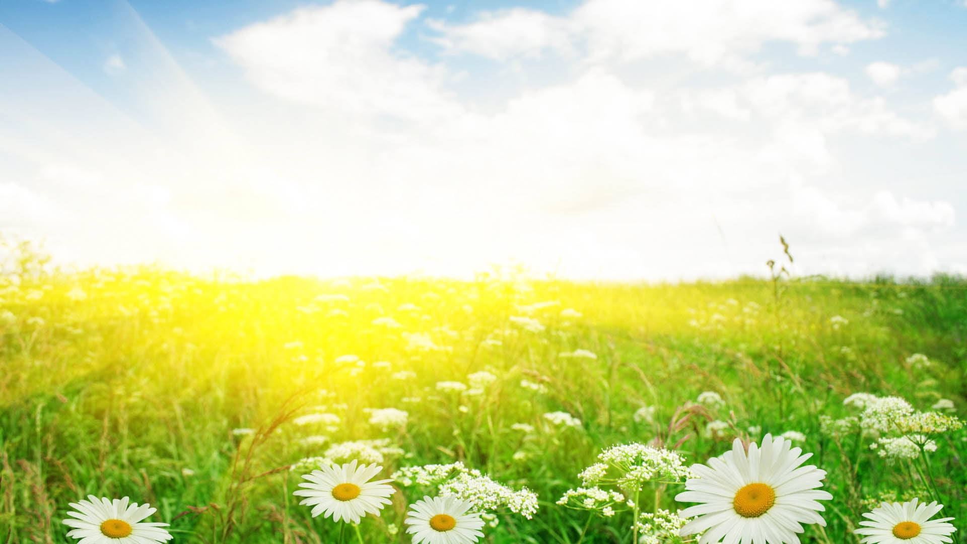 white Oxeye Daisy flower field