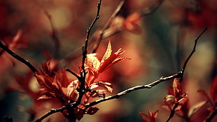red leaf tree, nature, branch, leaves, fall