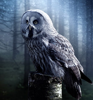 black and gray owl on tree trunk