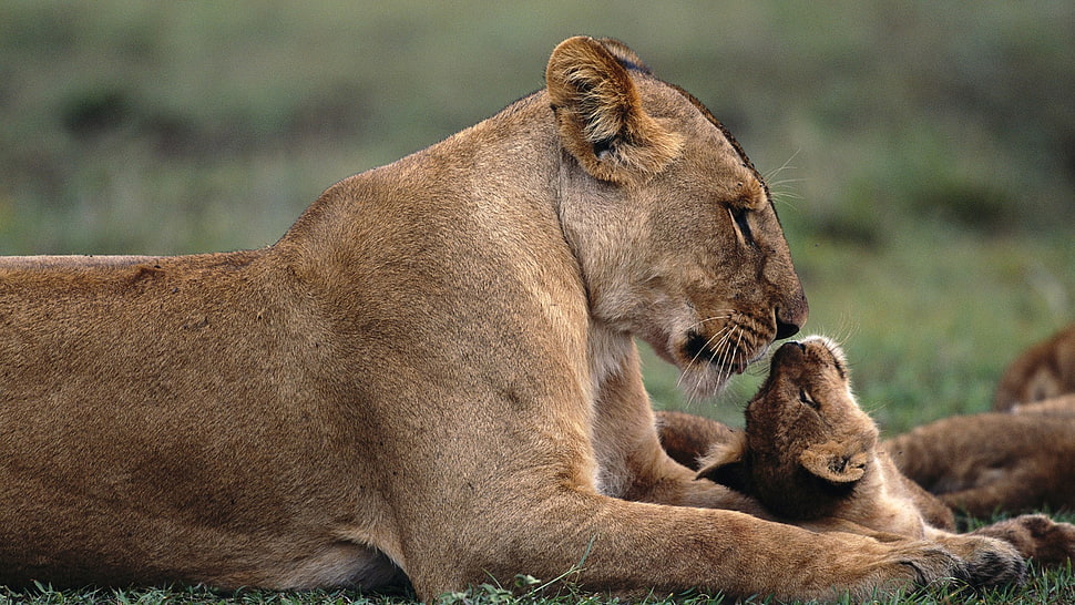 lioness and cub laying on grass, lion, animals, baby animals, nature HD wallpaper