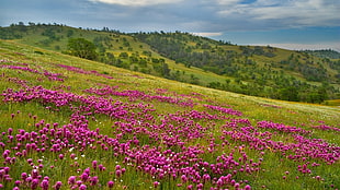 pink flower field at daytime