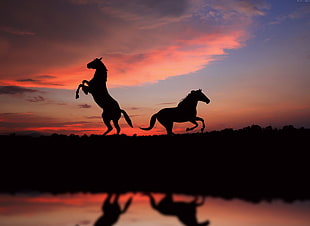silhouette photo of two horses