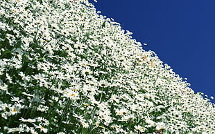bed of white petaled flowers