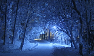 photo of tree covered with snow during nighttime