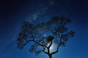 white and blue flower painting, trees, night sky