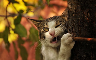 brown tabby cat on black tree trunk HD wallpaper
