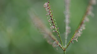 green leafed plant, nature, macro, grass