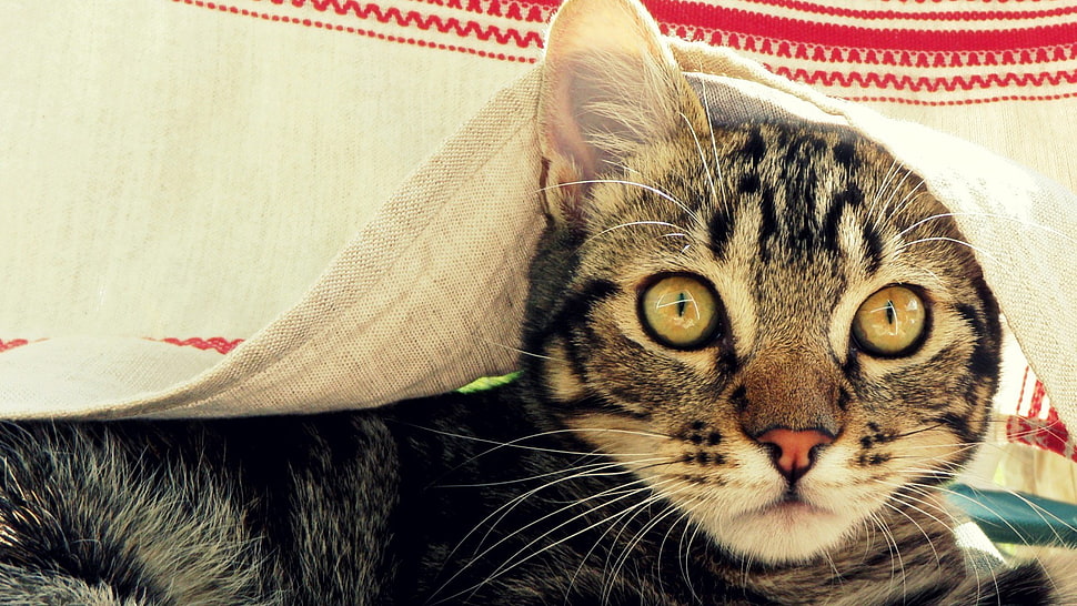 gray cat, cat, animals HD wallpaper