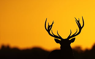 black and white bird painting, deer, antlers, nature, silhouette HD wallpaper