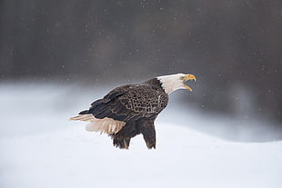 black and white bald eagle, eagle, snow