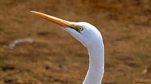 white Bird, great egret HD wallpaper