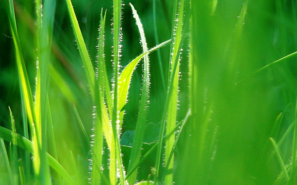 green linear grass HD wallpaper