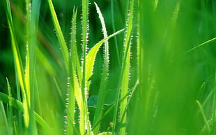 green linear grass HD wallpaper