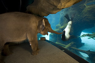 elephant near sea lion's aquarium