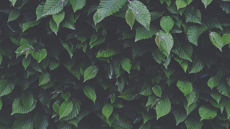 green leafed plant, leaves, nature HD wallpaper