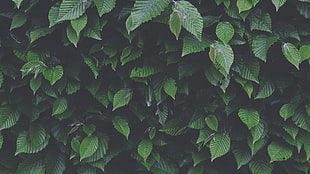 green leafed plant, leaves, nature