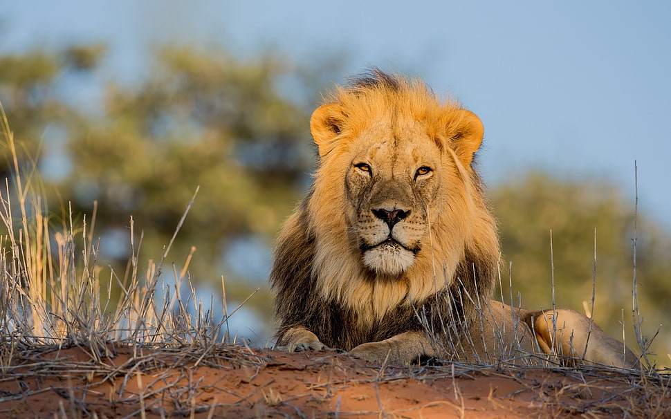 Lion sitting on brown ground during daytime HD wallpaper