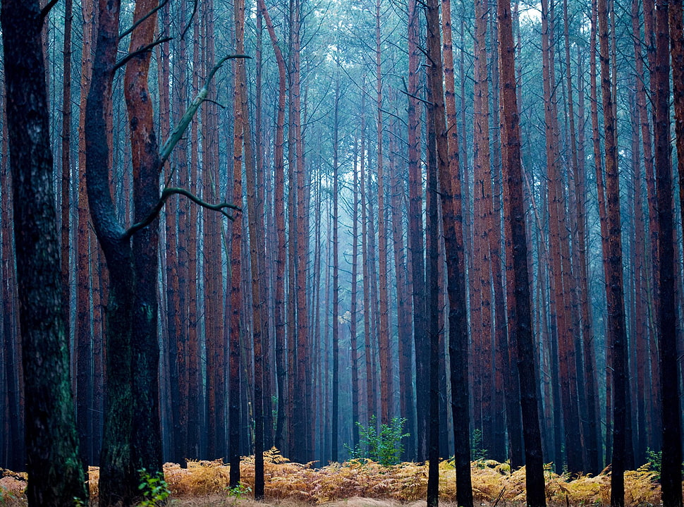 green leafed tree, forest, pine trees HD wallpaper
