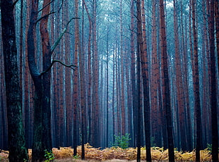 green leafed tree, forest, pine trees