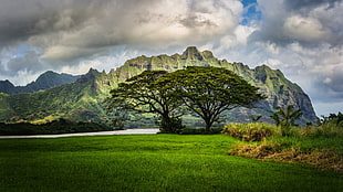 green tree, nature, HDR, landscape, Hawaii