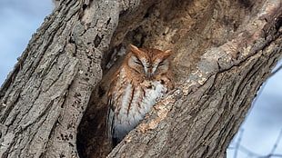 brown owl, trees, owl, nature, animals