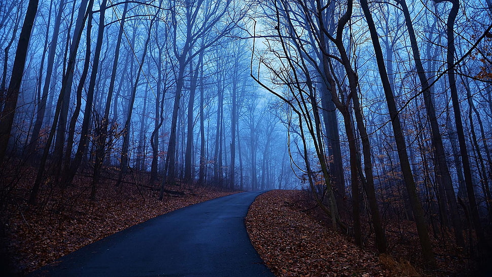 bare trees, road, forest, fall, mist HD wallpaper