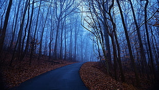 bare trees, road, forest, fall, mist