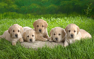 yellow Labrador Retriever puppies HD wallpaper