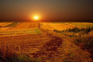 brown and green grass field during sunset