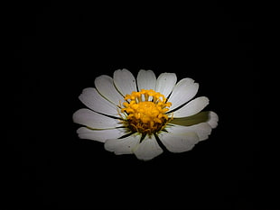 white zinnia flower, flowers HD wallpaper