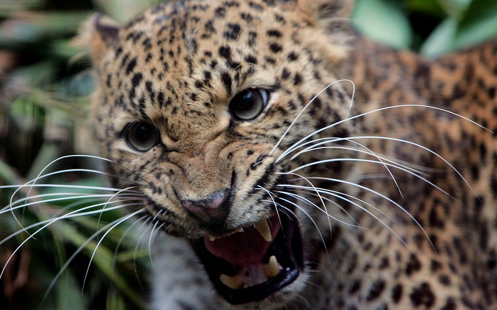 Cheetah HD wallpaper